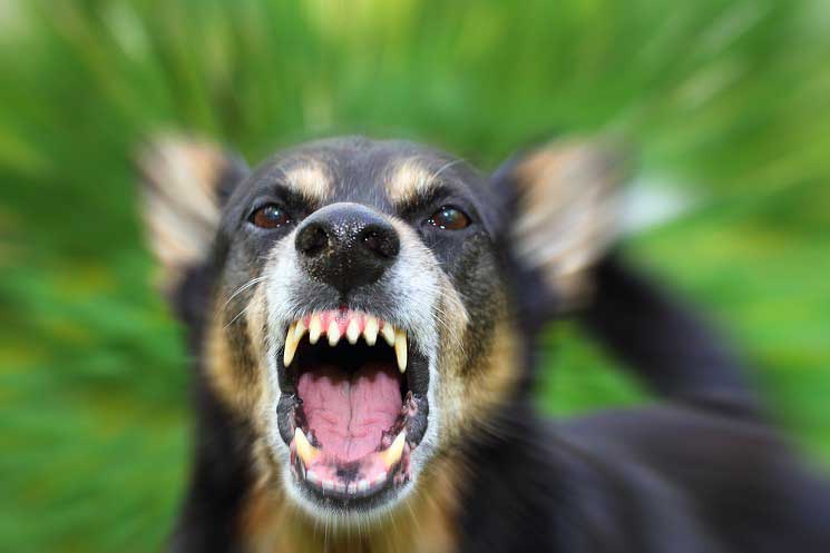 dog snarling