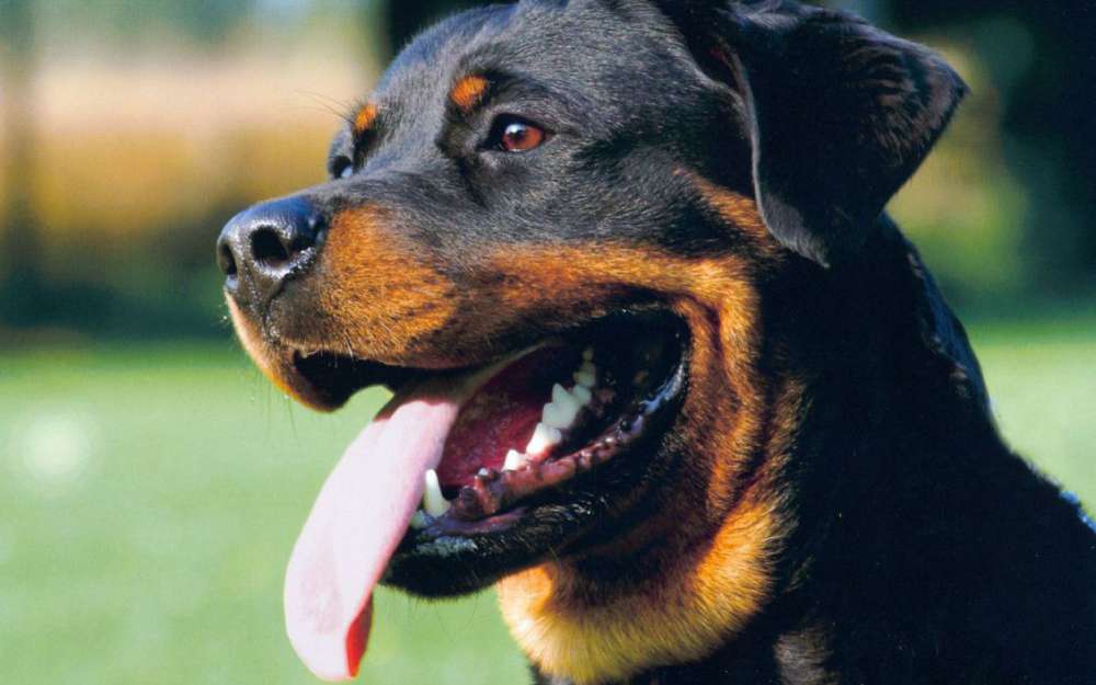 eve rottweiler