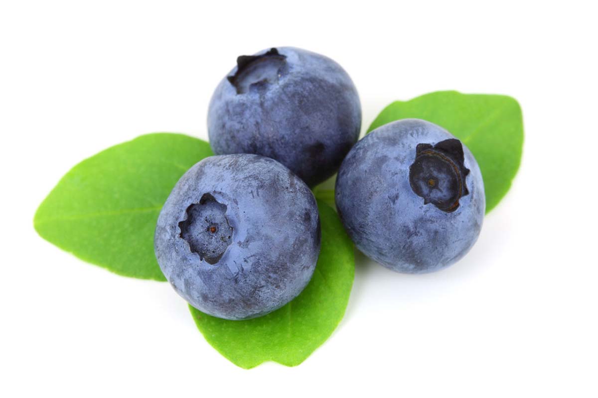 fresh blueberry