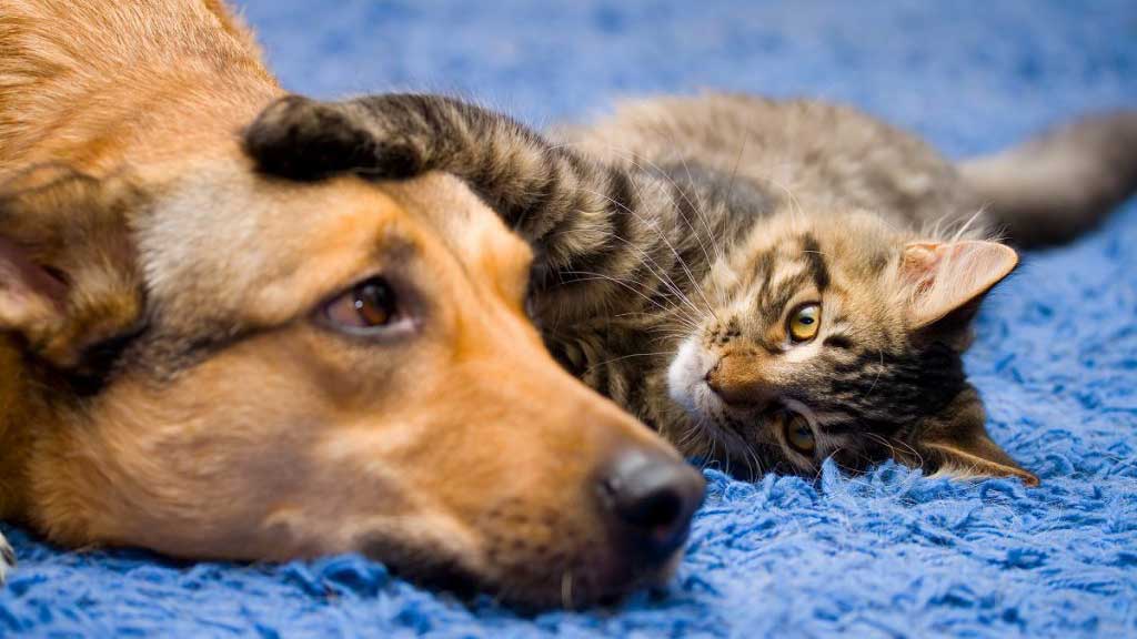 Top things to know before adopting a dog, cat or other pets