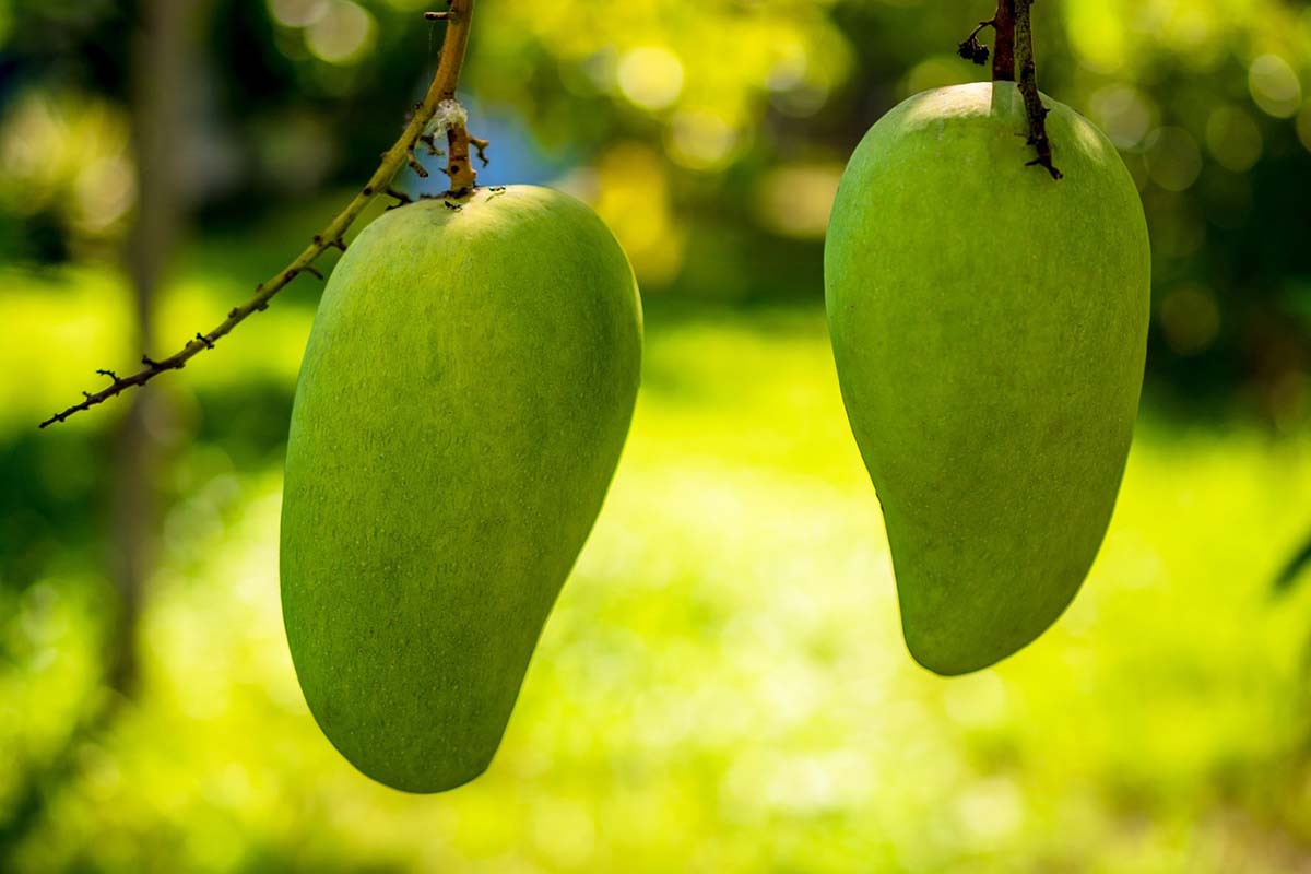 hanging mango