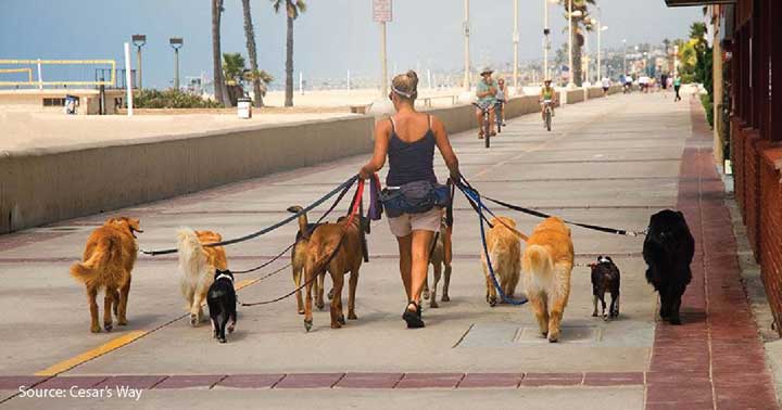 dog walking rates 2018