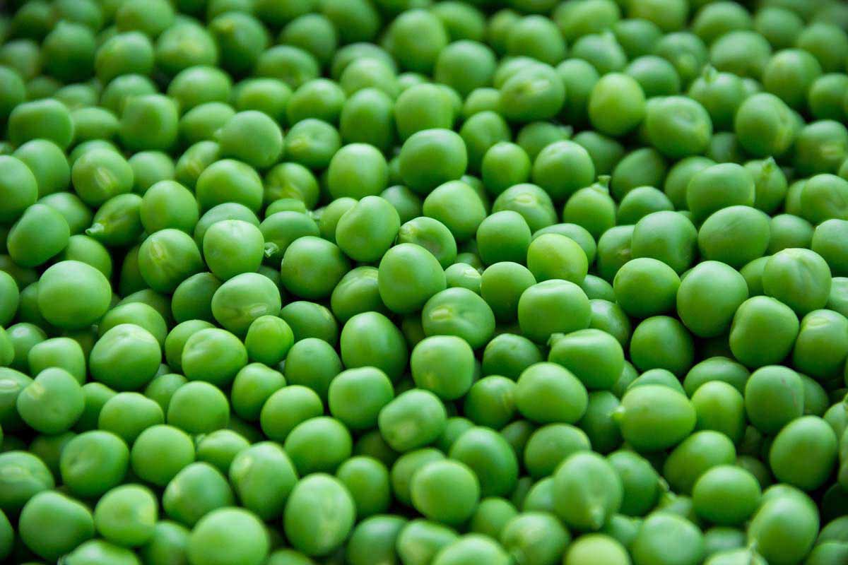 green pea for dogs