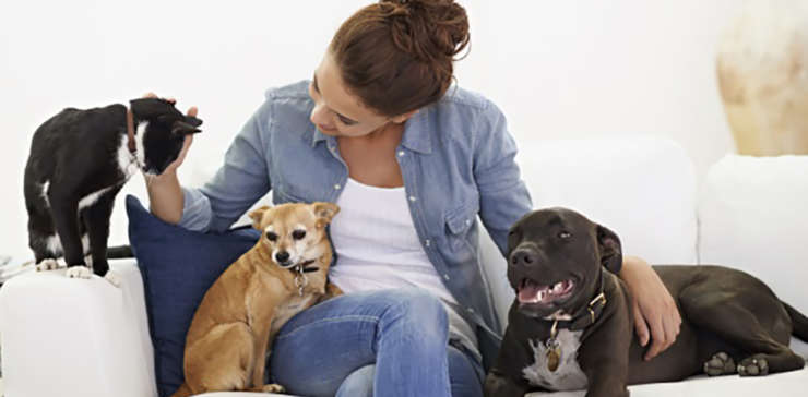 The Greatest Guide To Pet Sitting Miami