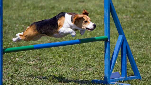 beagle training dog