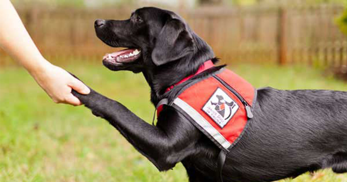 best dog breeds for service dogs