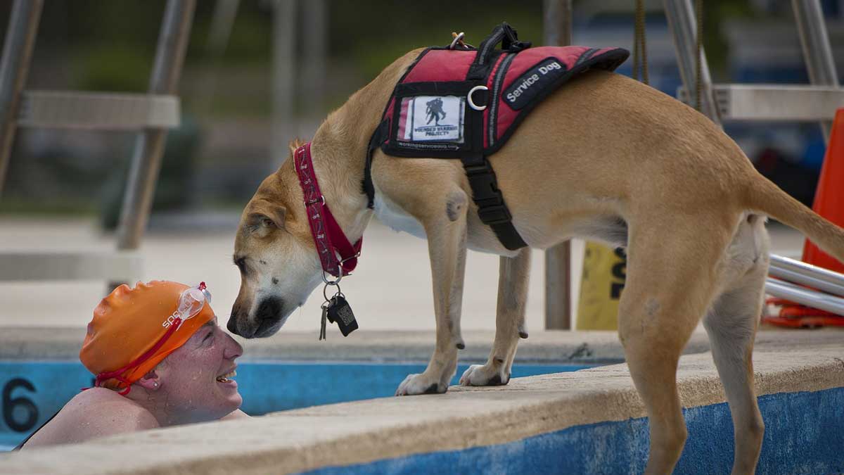 Dog Service Swimmer