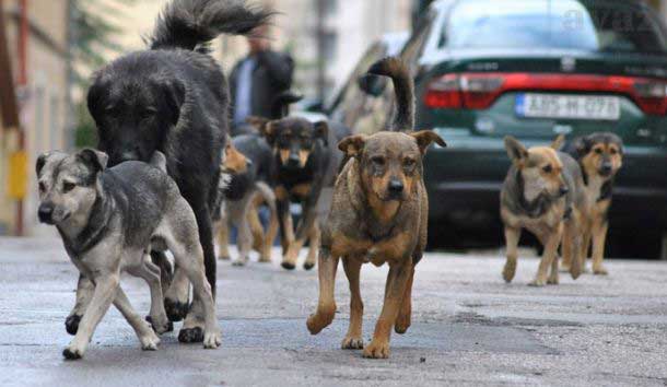 stray dog gang