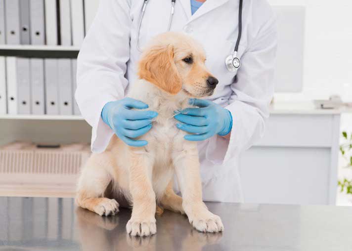 vet dog white