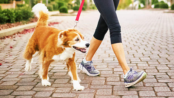 dog walking rates 2018