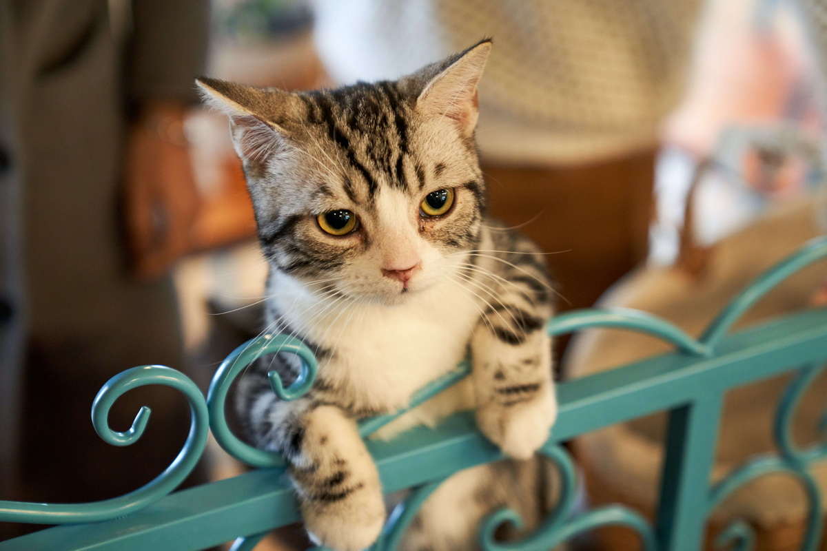 All You Need To Know About Your Cat Going Into Labor