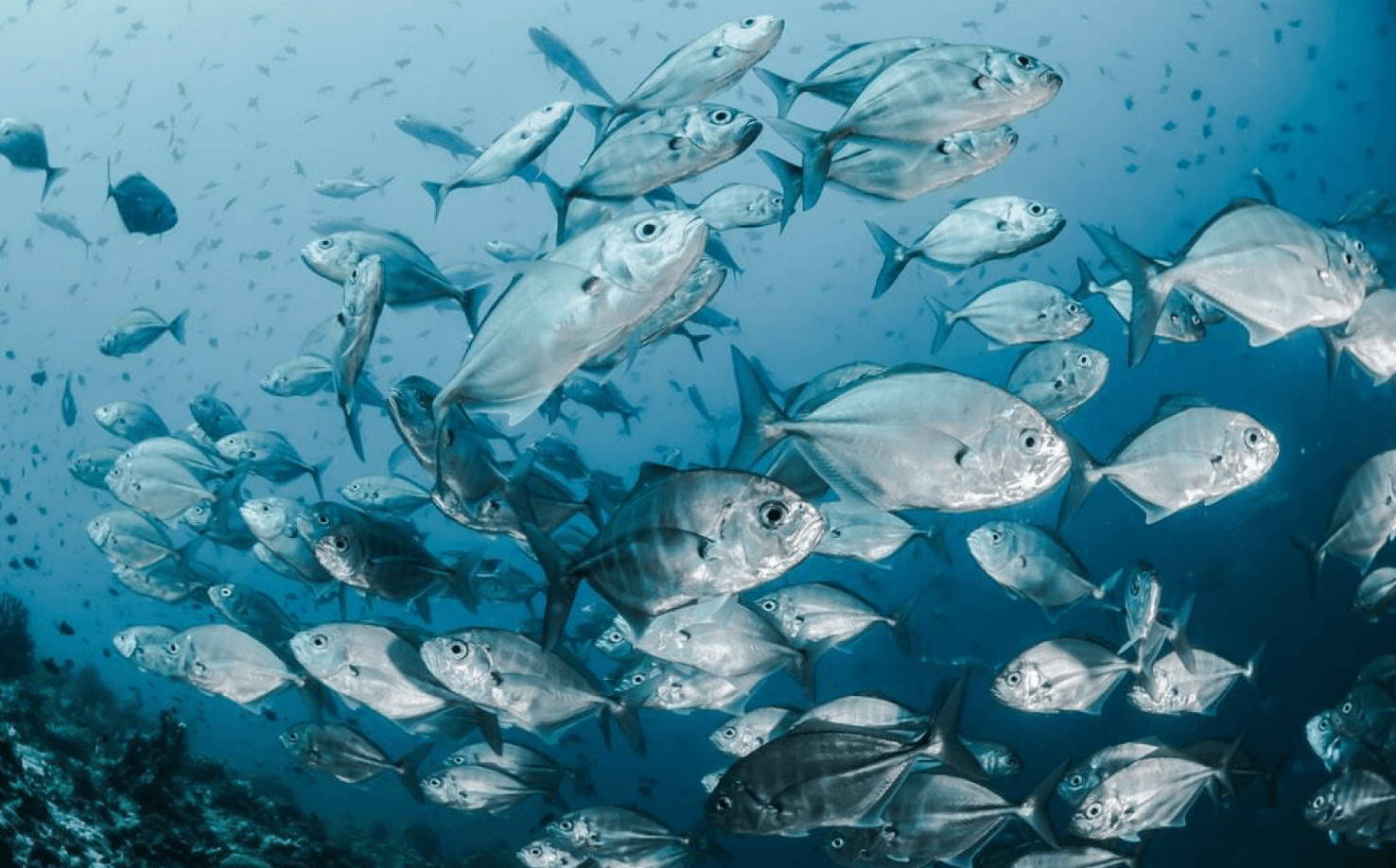 What are the common fish disease and behaviour