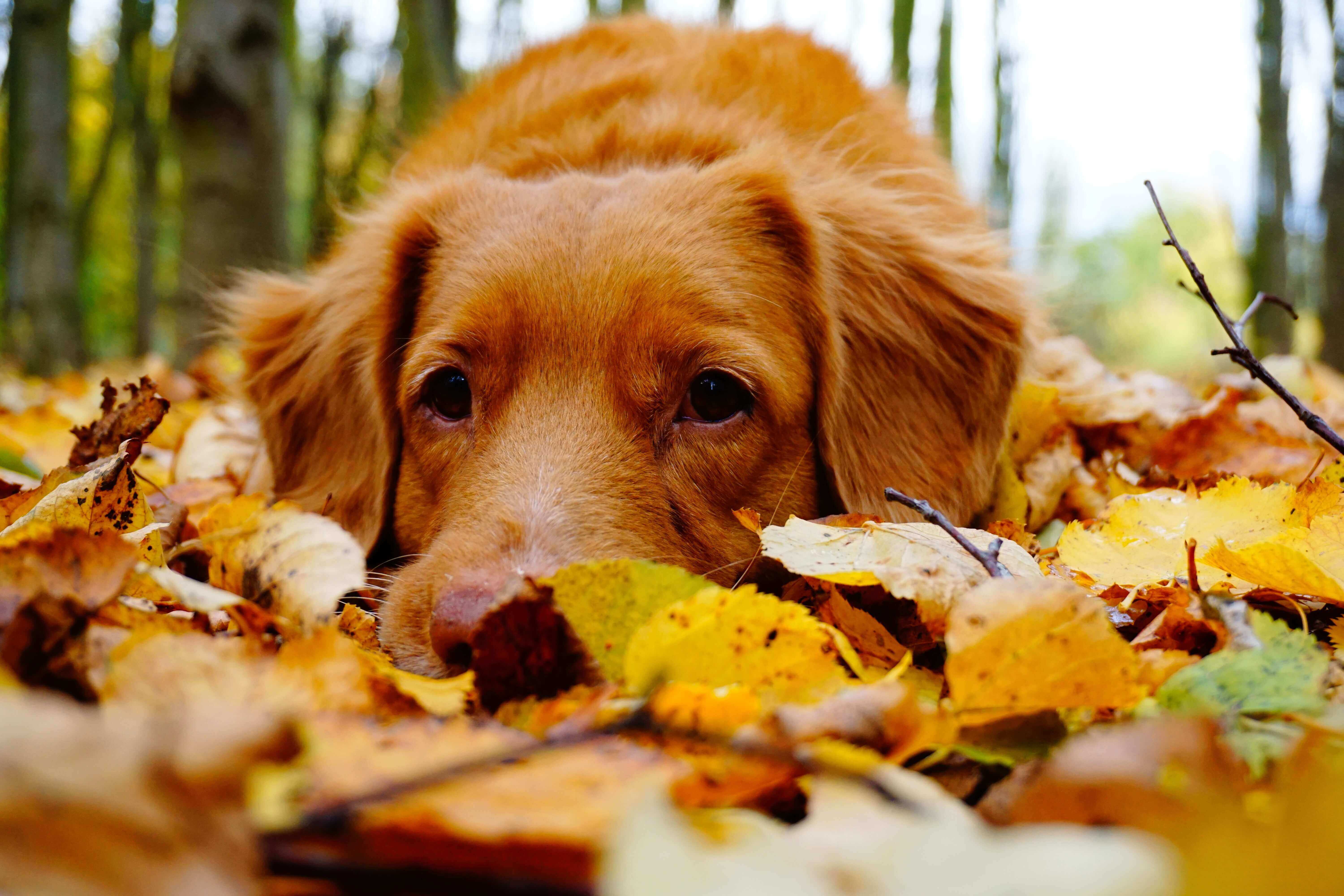 Fun Activities To Do With Your Dog This Fall