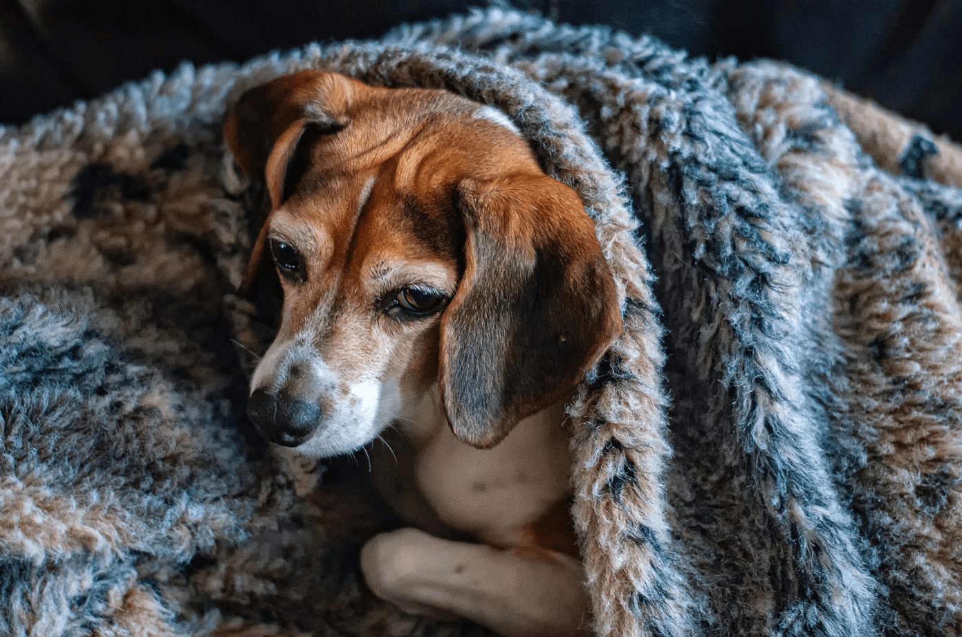 Dog sick during heat deals cycle