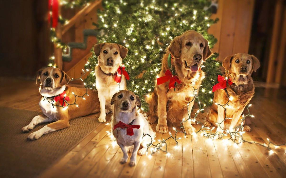 Where can I get a Pet Sitter for Christmas and New Year?
