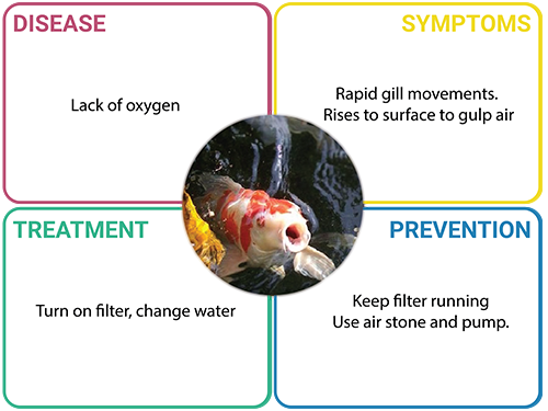 What Are The Common Fish Disease And Behaviour