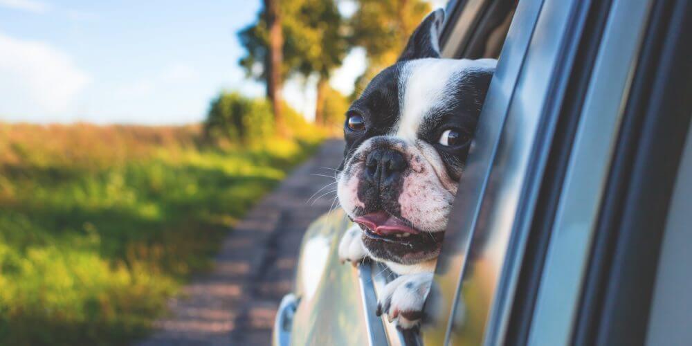 dog in the car 