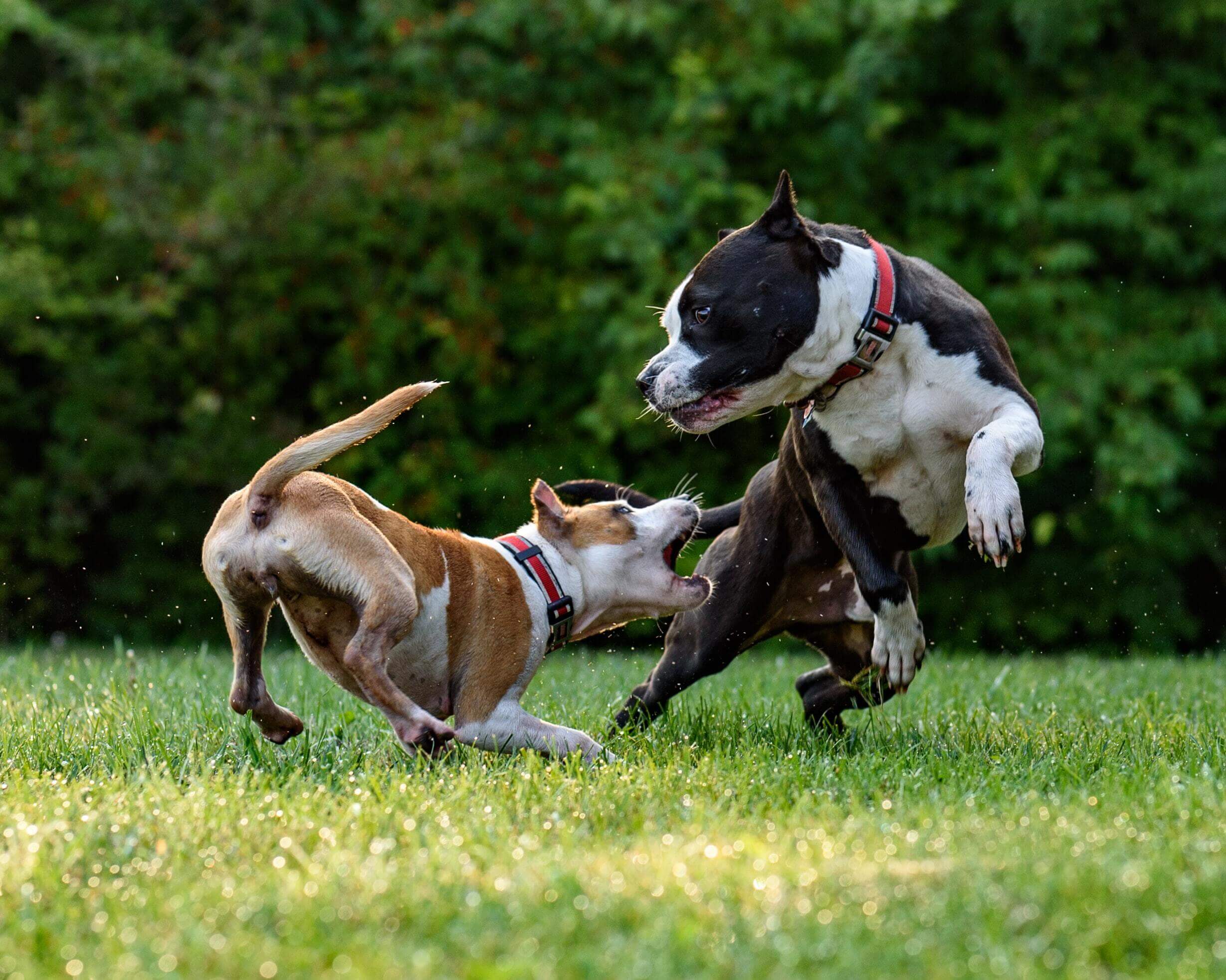 dog playing with each other