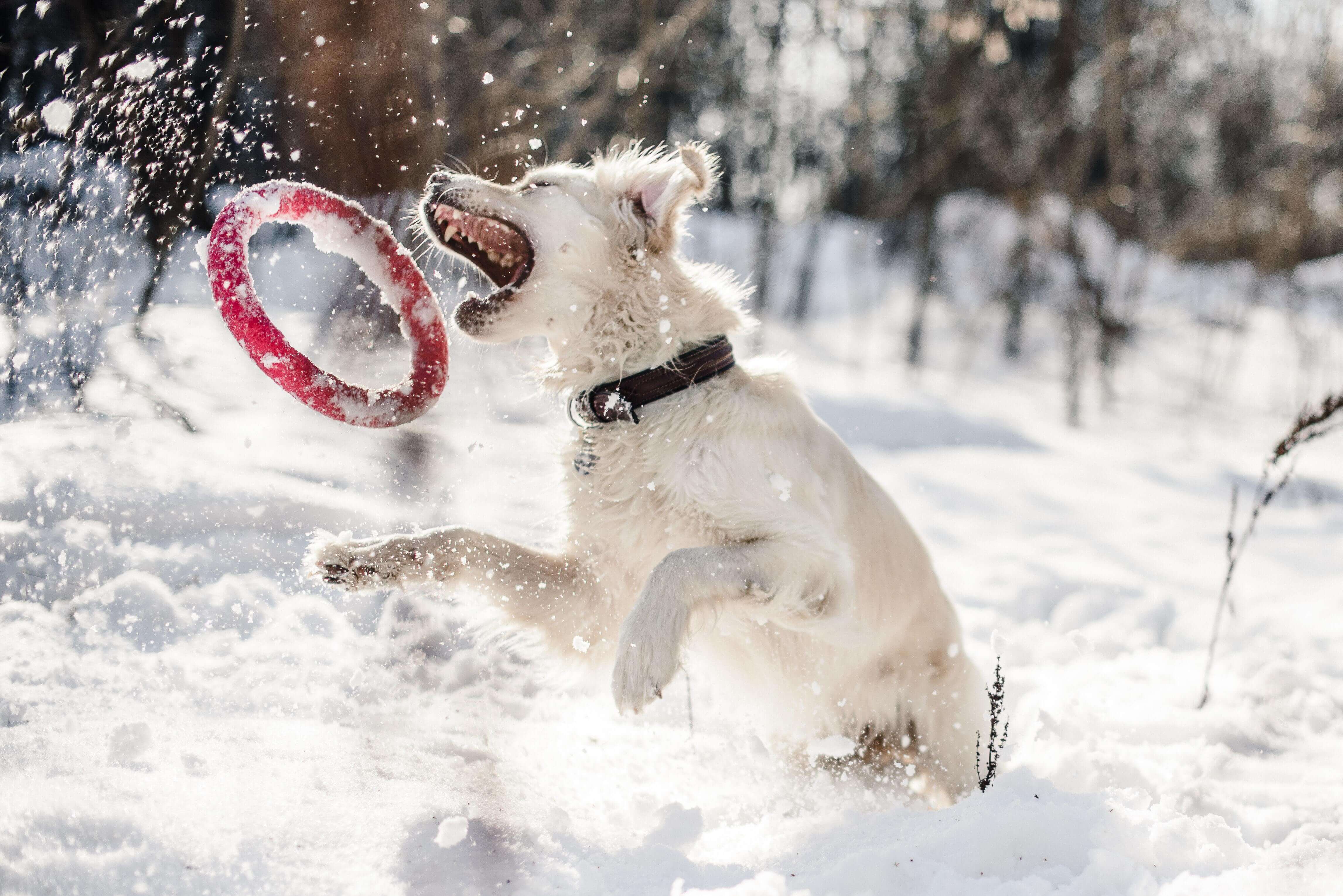 do happy dogs live longer