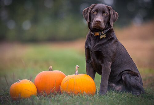 pumpkin carving