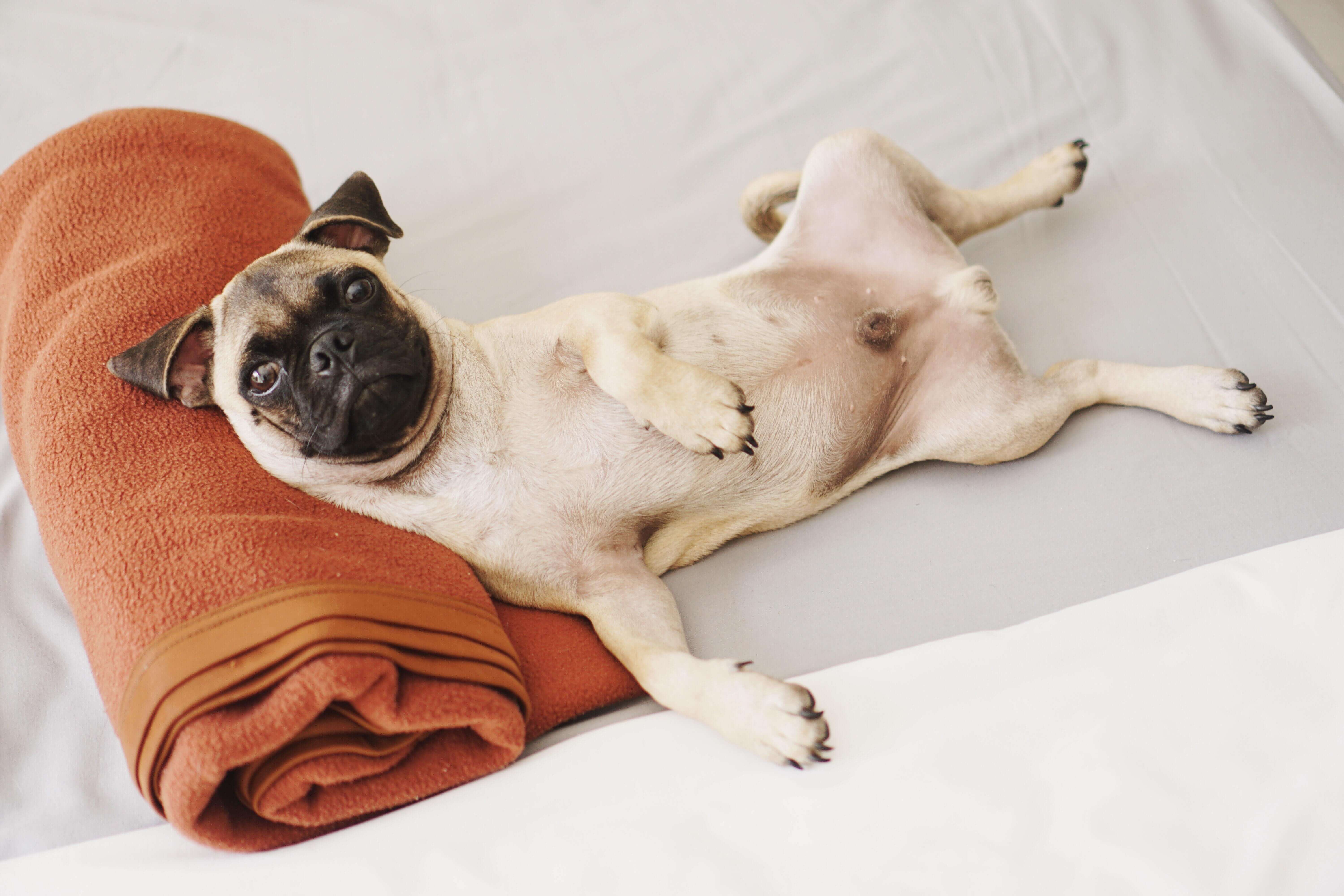 All You Need To Know About Your Dog Going Into Labor