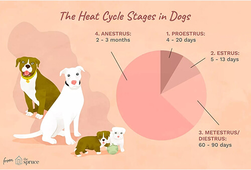 4 stage of dog heat cycle 