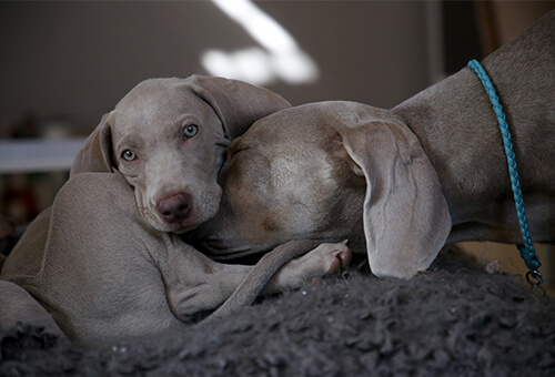 chien mal associé