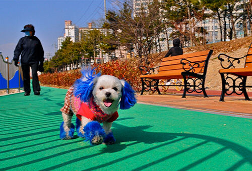 fur dyes for dog