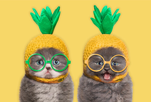 cats with a pineaple on its head 