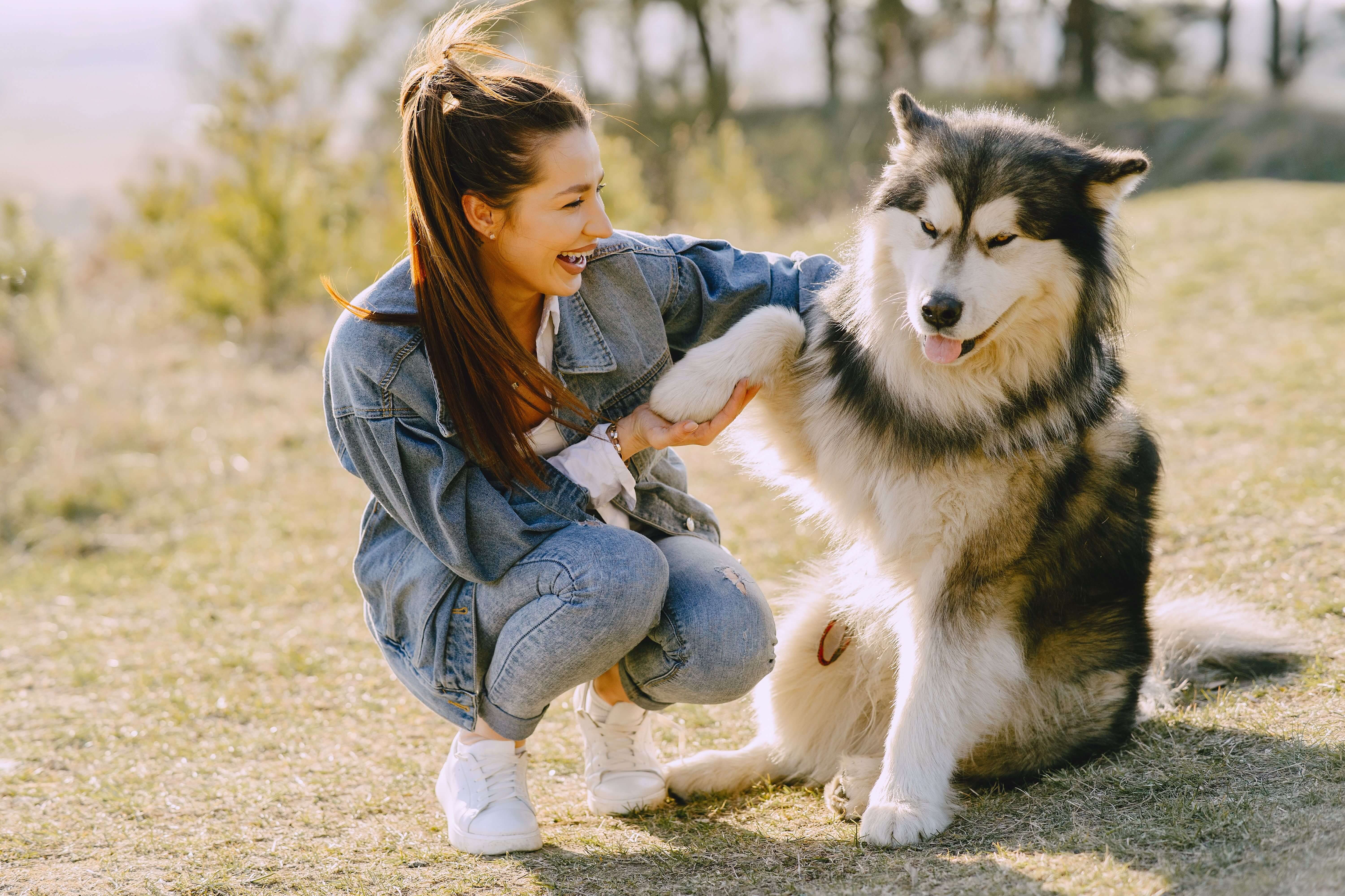 the cutest husky ever