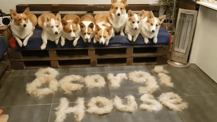 is a corgi a good house dog