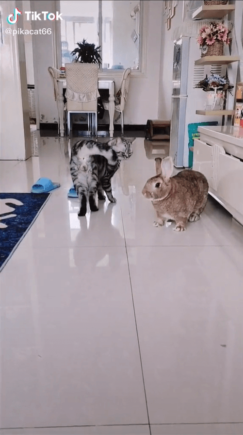 cat eating rabbit