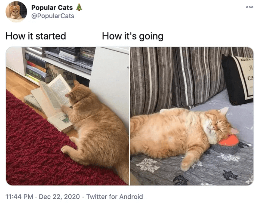 Orange Cat Slept Whole Day Has Gone Viral Into Meme
