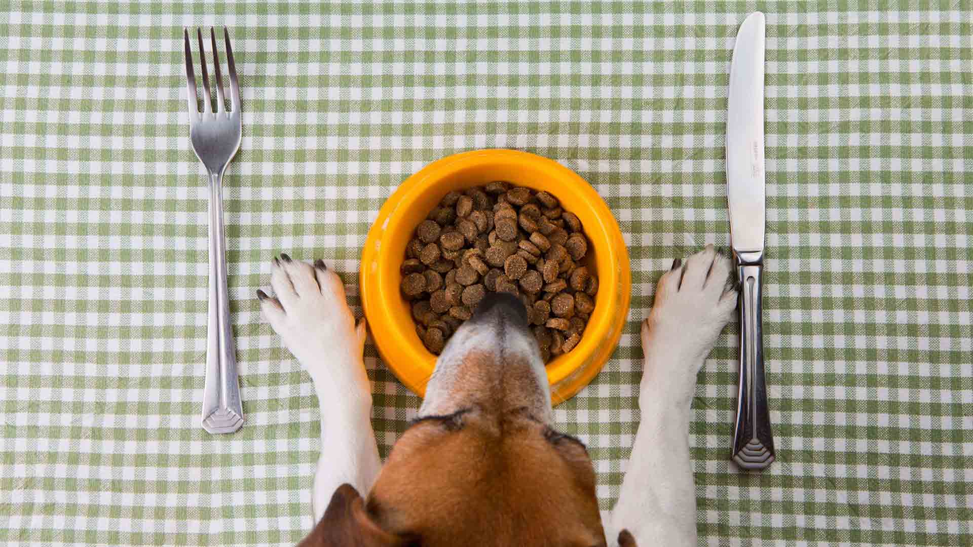 狗狗进食