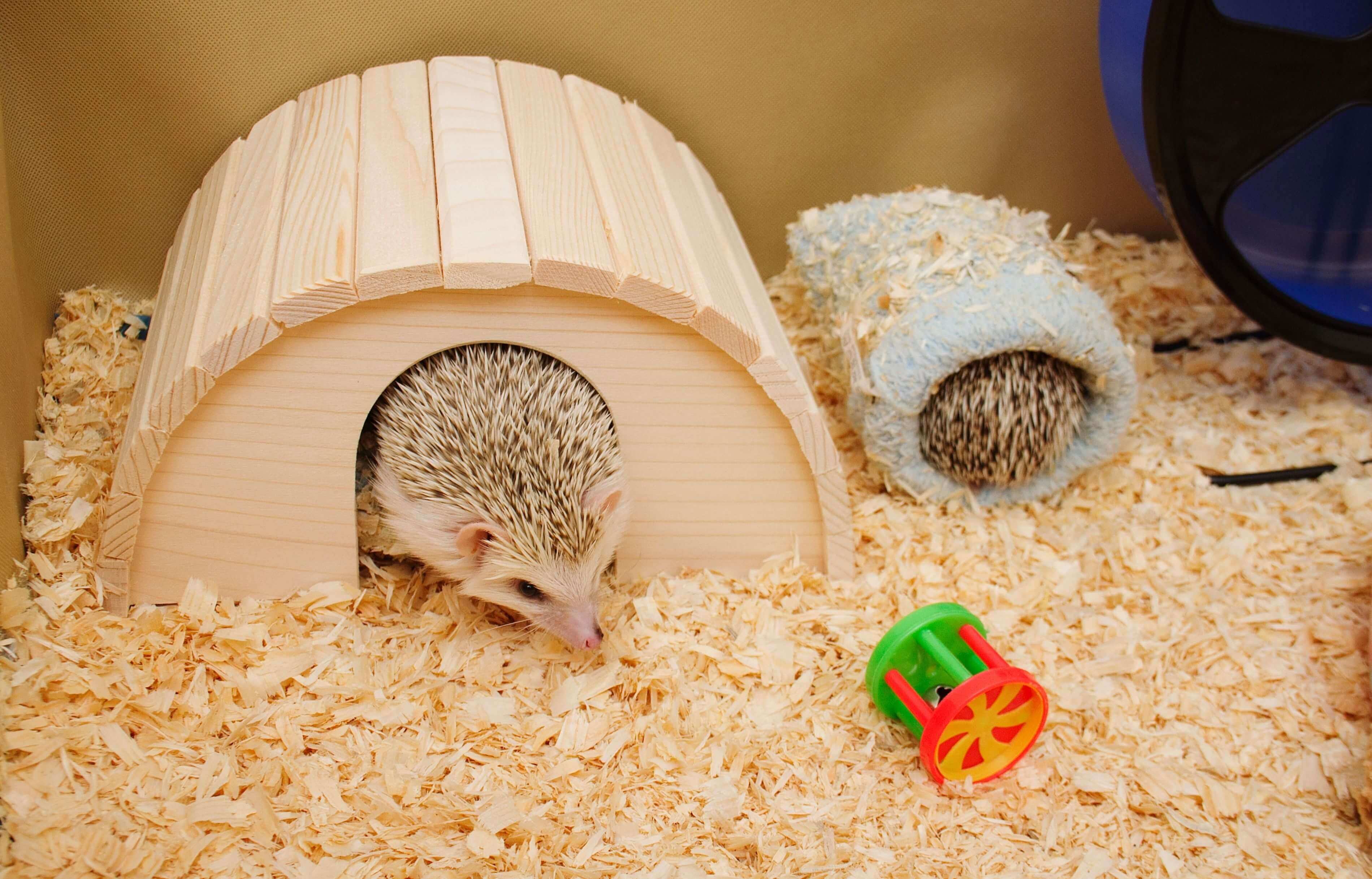 Thinking about getting a pet Hedgehog?