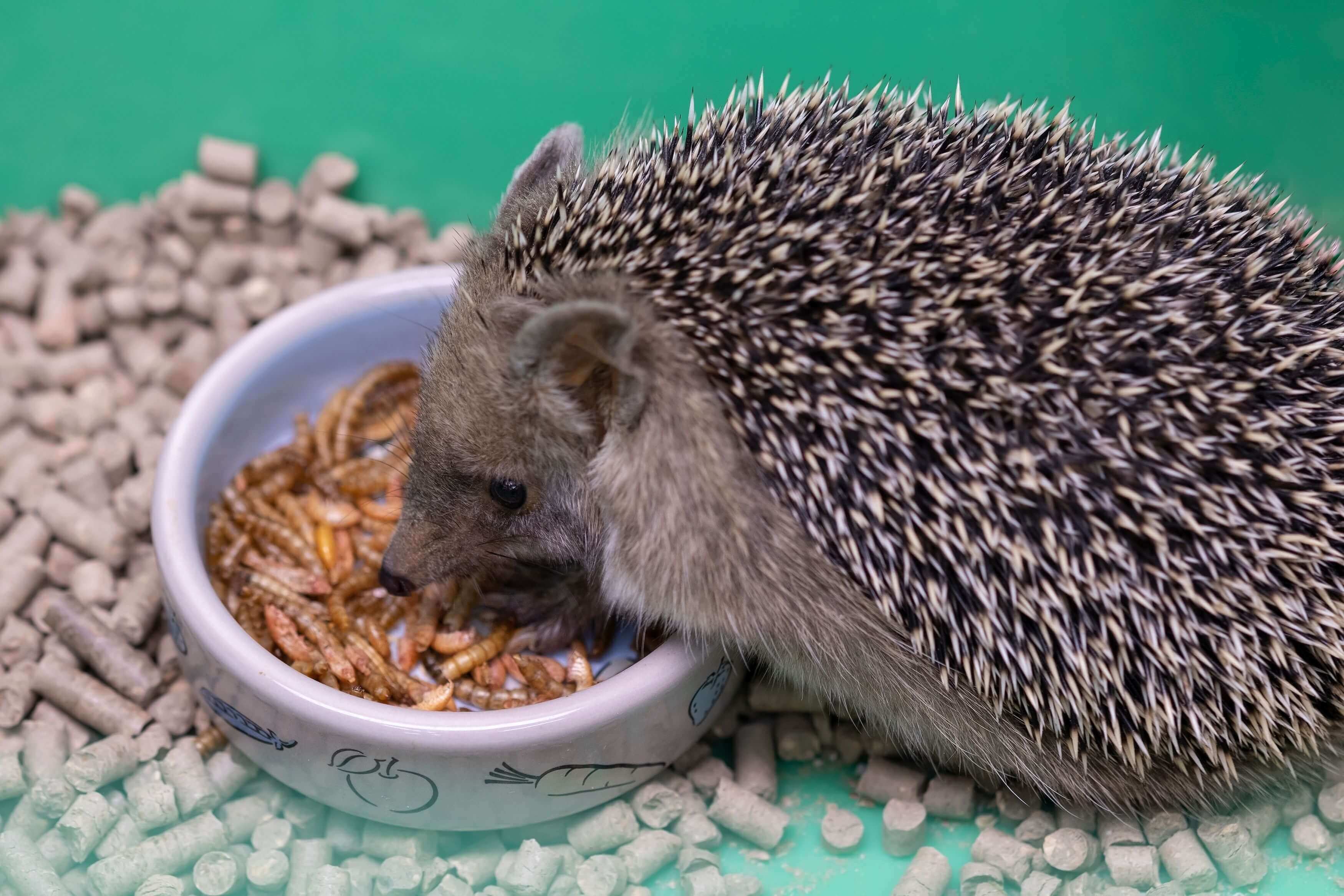 Thinking about getting a pet Hedgehog?