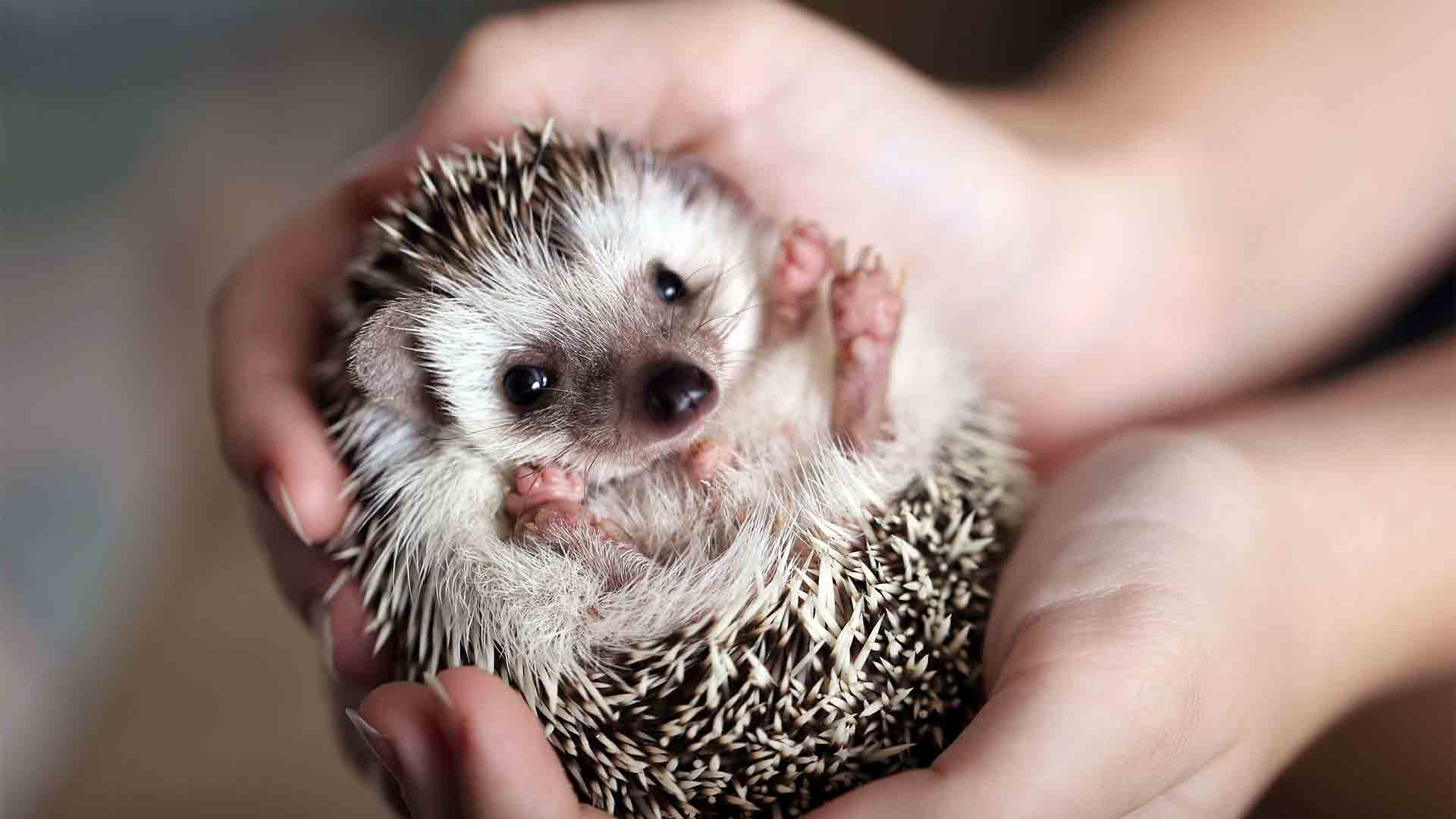 full grown pet hedgehog