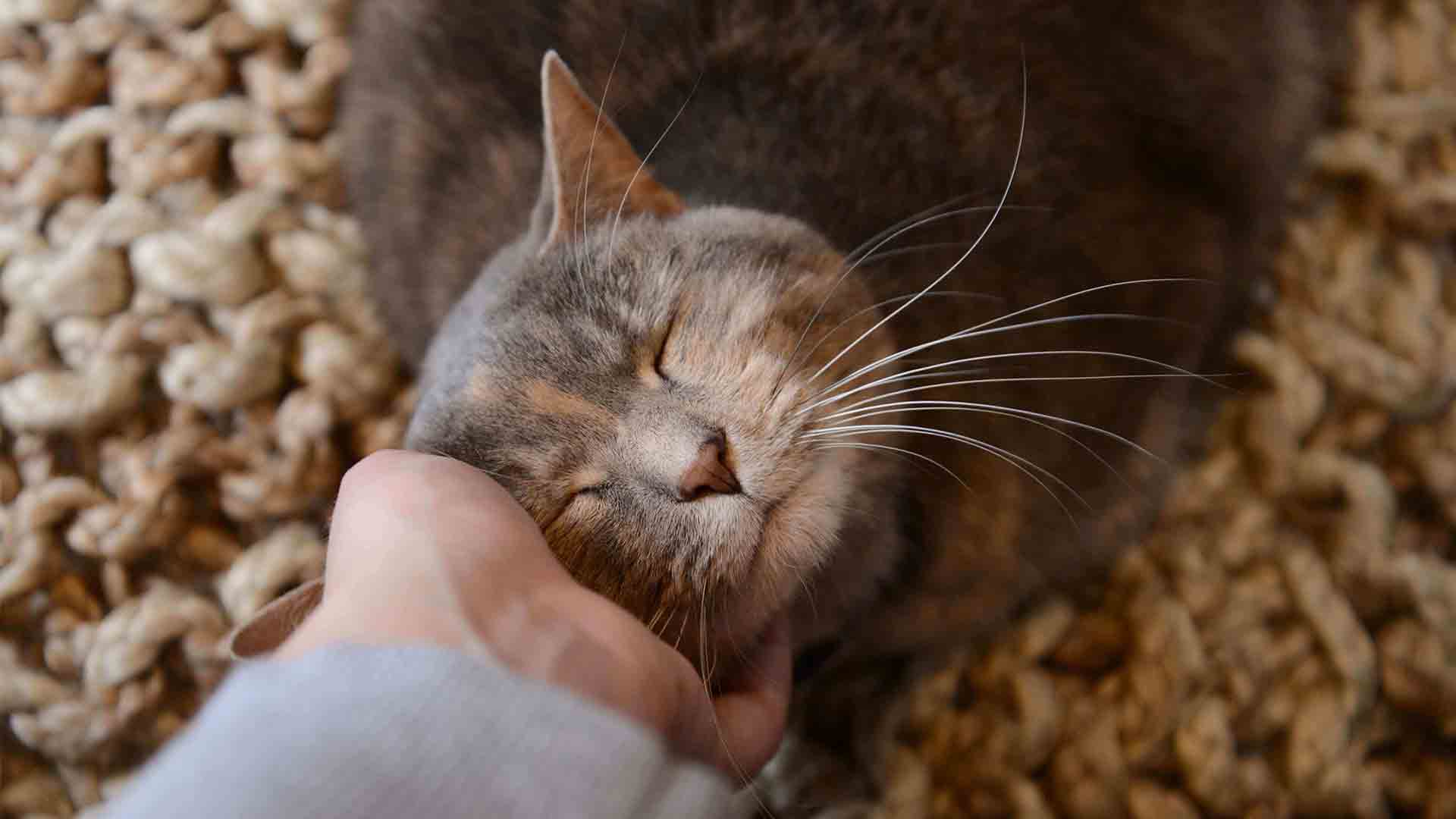 why-do-animal-love-petting