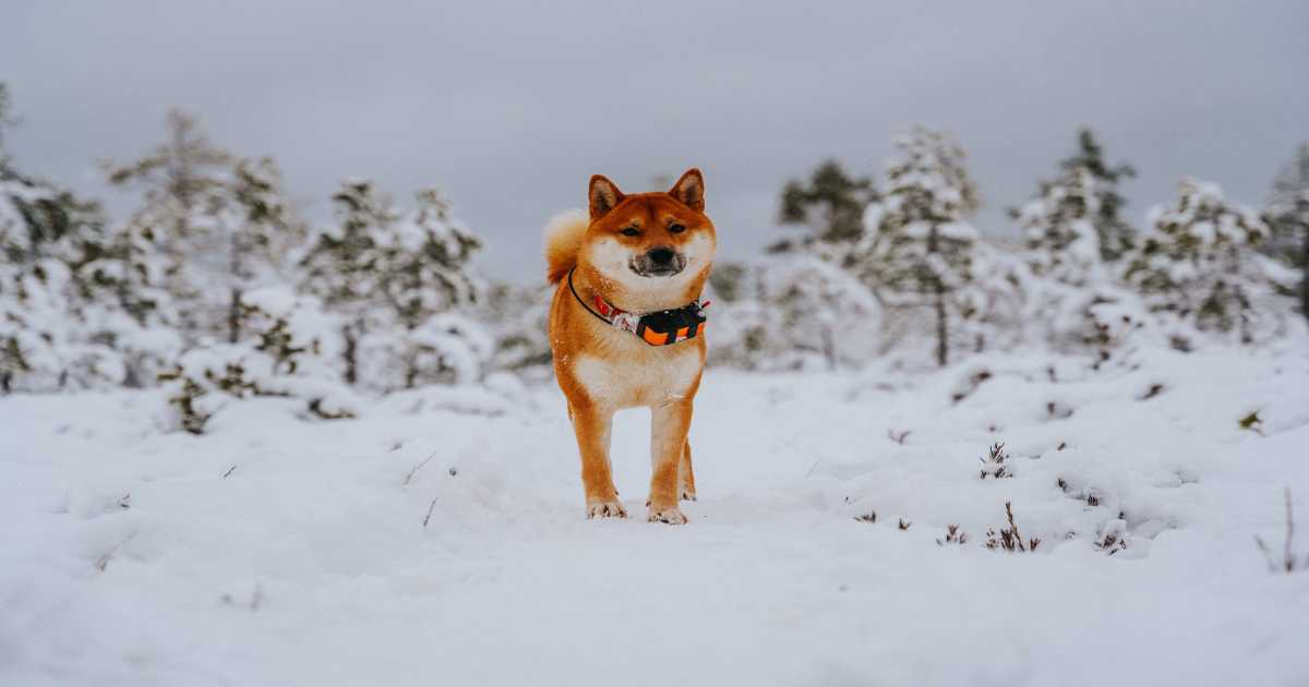 秋田犬