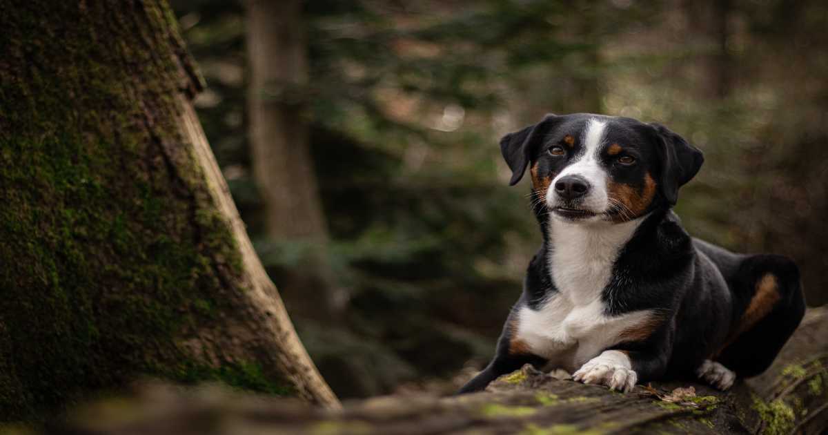 阿彭策爾牧牛犬