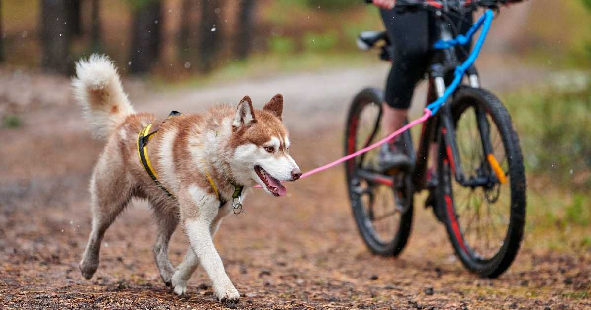 biking-with-dog