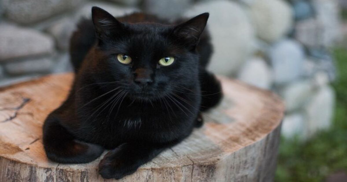 bombay-cat