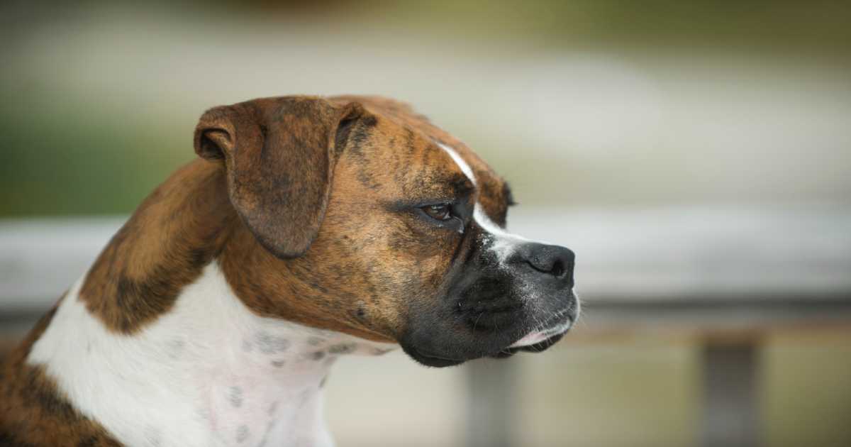 boxer-dog