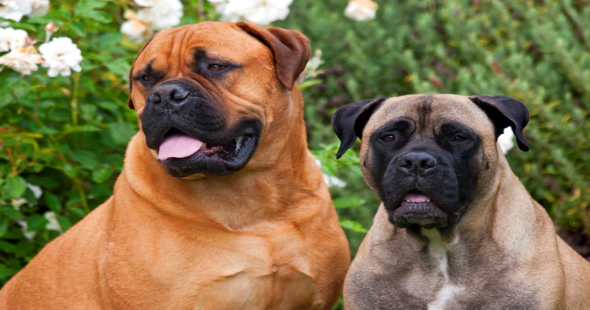 bullmastiff-dog