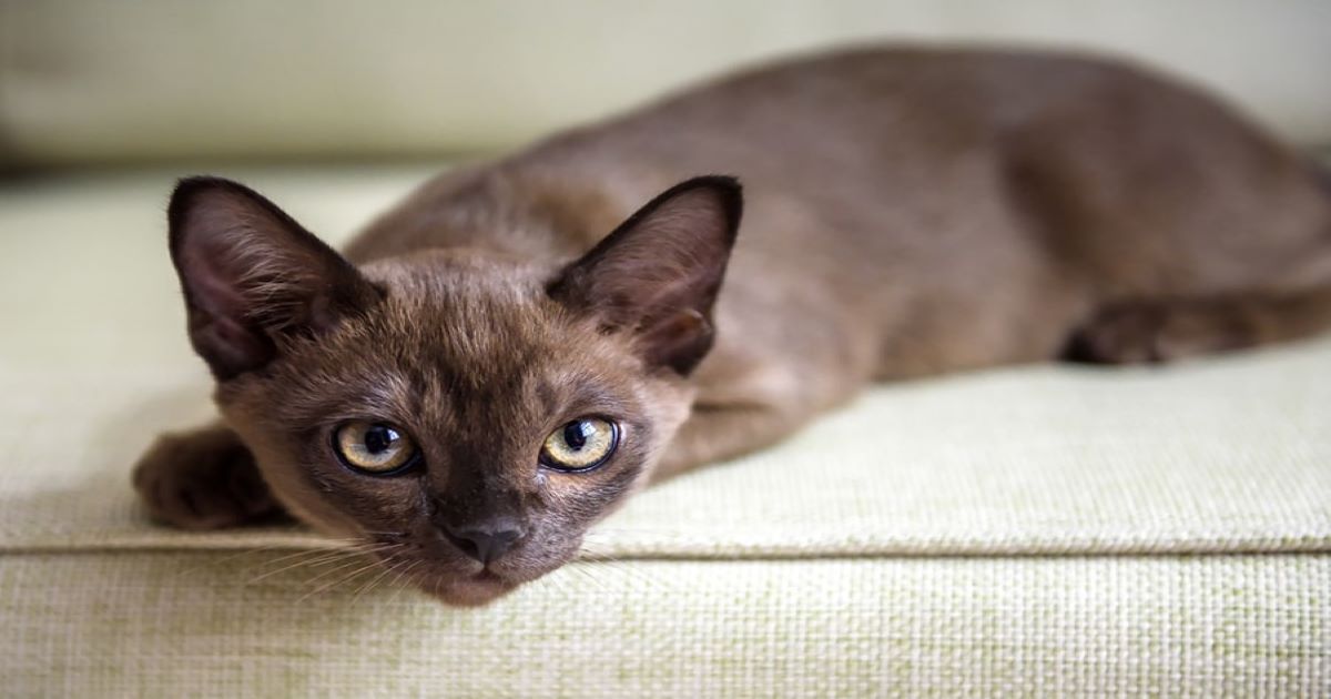 burmese-cat