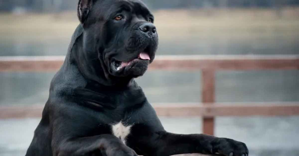 cane-corso-dog