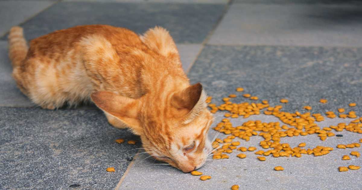 cat-eating-food