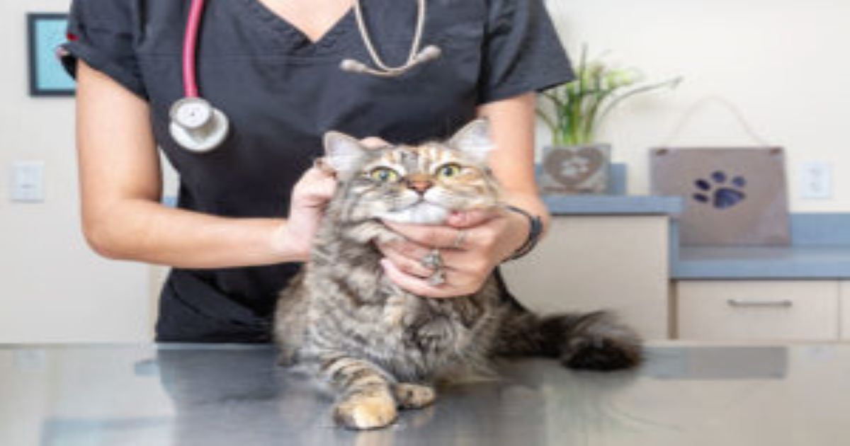 cat-handled-by-vet