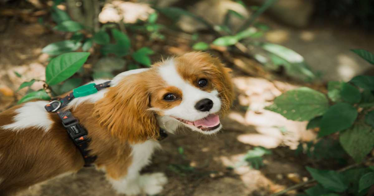 cavalier-king-charles-spaniel