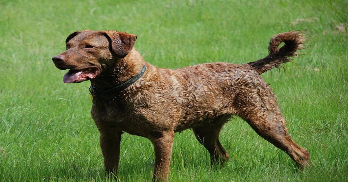 chesapeake-bay-retriever-dog